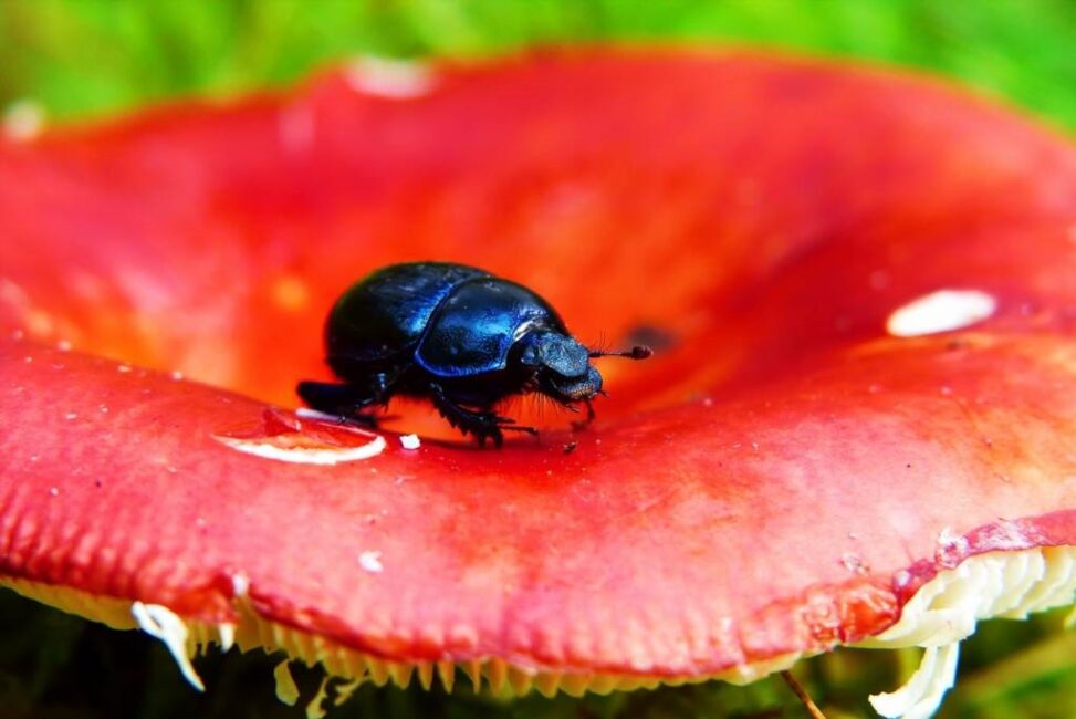 Czy gatunki żuków preferujące różne środowiska różnią się w zdolnościach lotu