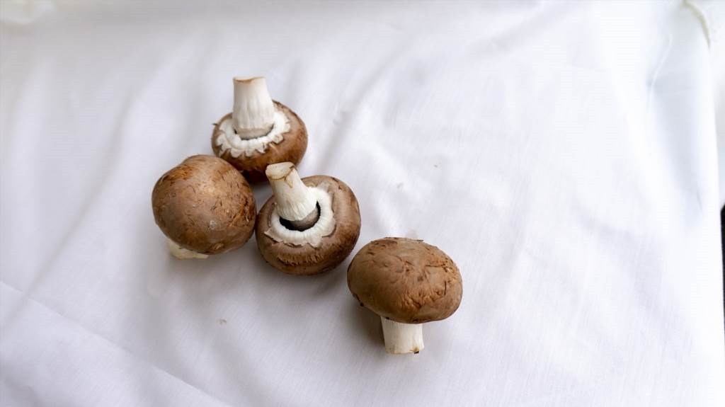 Jak pieczarka się rozmnaża