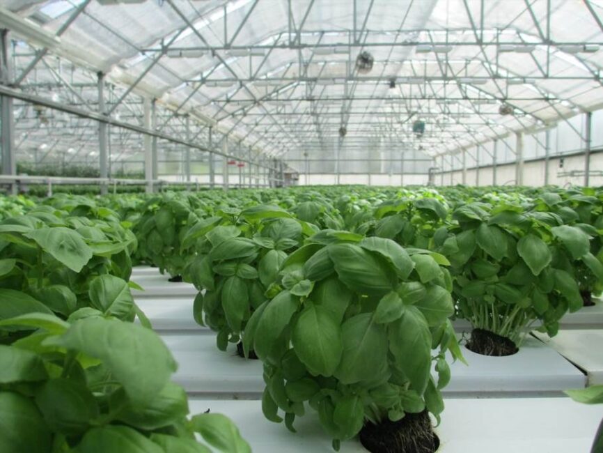 Jak unikać szkód zimowych na roślinach