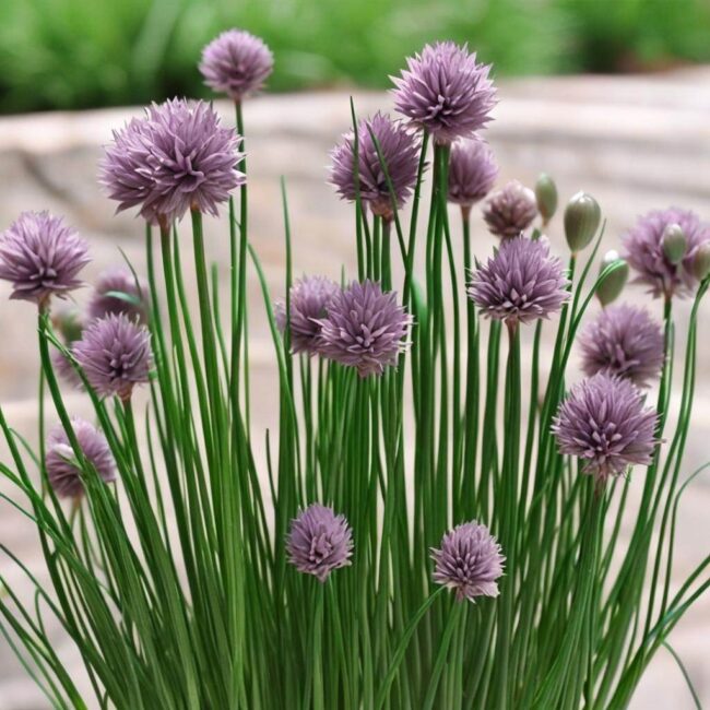 Przechowywanie suszonego szczypiorku w hermetycznych pojemnikach