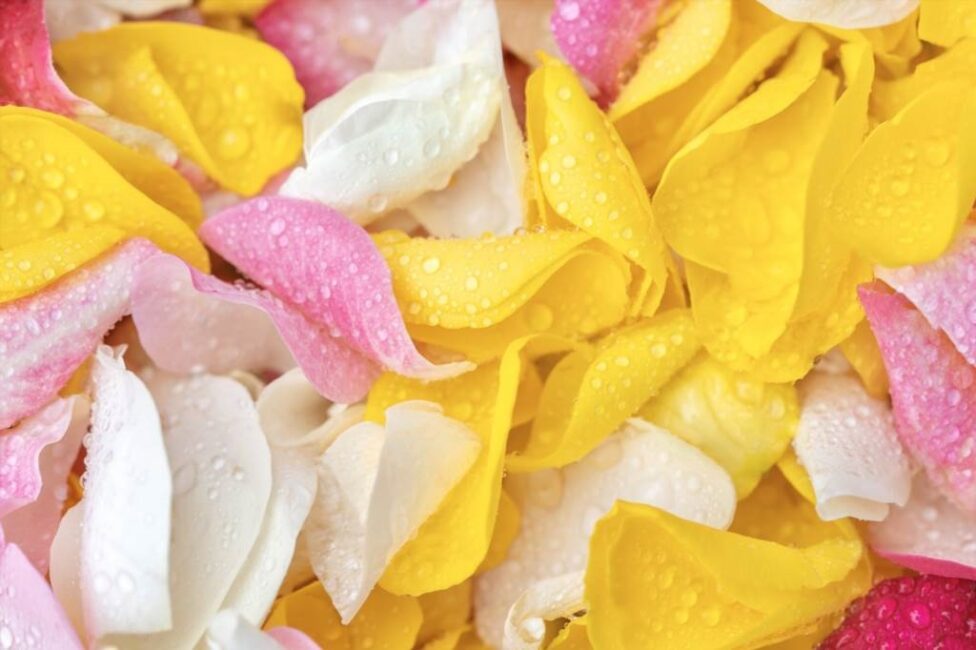 Suszenie róż na świeżym powietrzu vs suszenie w domu